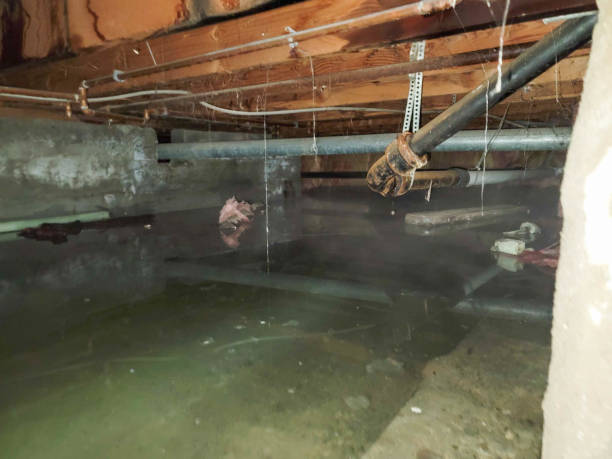 Best Water damage cleanup near me  in Buckeye, AZ